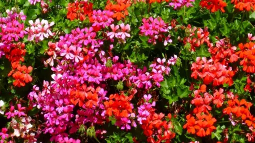 Pelargonie do ogrodu i donicy – jakie gatunki wybrać? Kiedy i jak je sadzić?