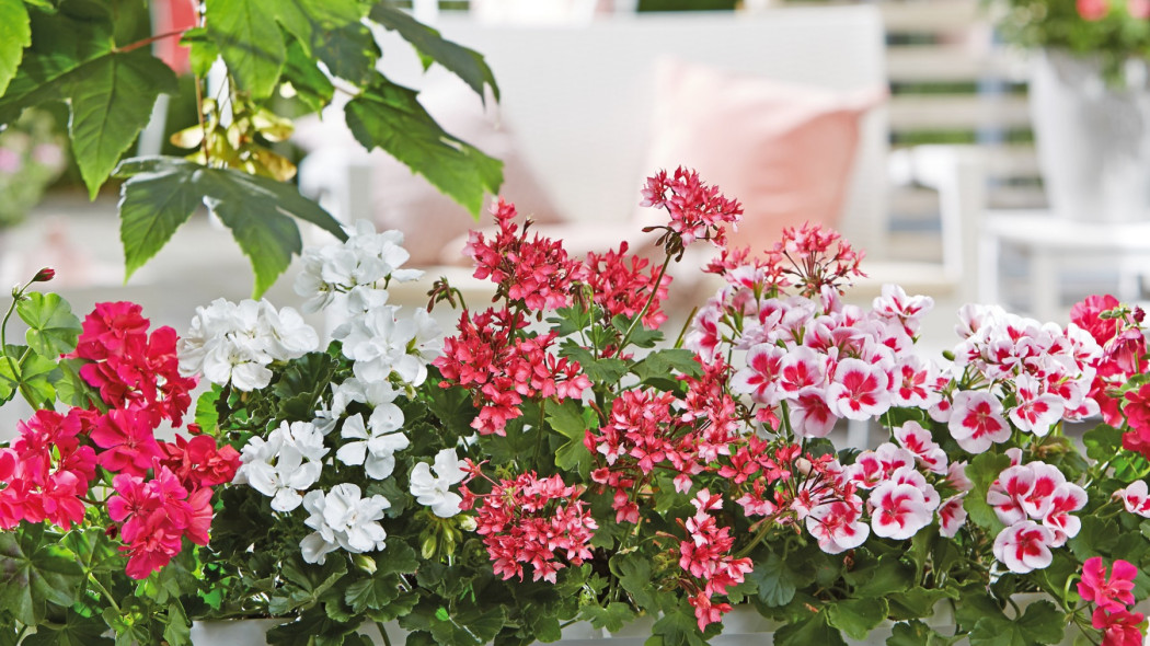 Najpiękniejsze pelargonie na balkon, fot. Pelargonium For Europe