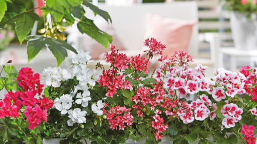 Najpiękniejsze pelargonie na balkon | Jakie gatunki i odmiany wybrać?