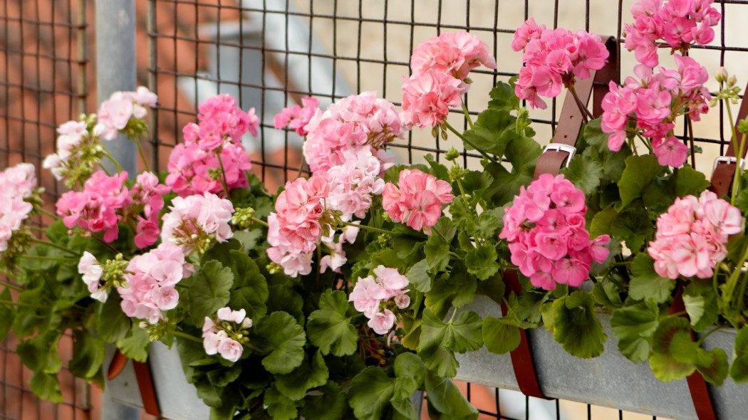 Pelargonia na mały balkon jaką wybrać i jak ją pielęgnować, fot. Pelargonium For Europe