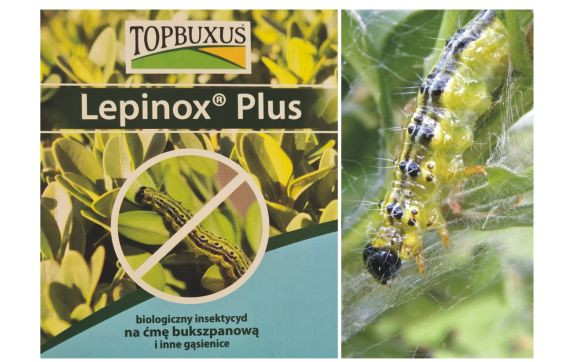 Topbuxus - Lepinox Plus do zwalczania gąsienicy bukszpanowej