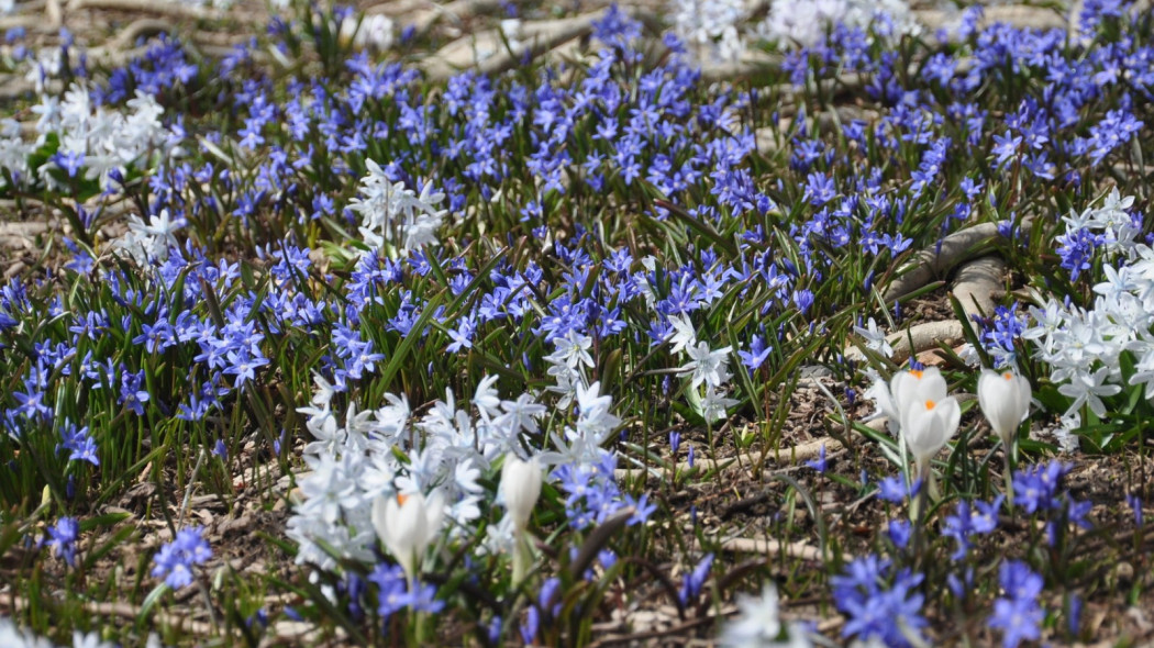 Śnieżnik sardeński, puszkinia i krokus, fot. proteinbiochemist (CC BY-NC 2.0) - Flickr