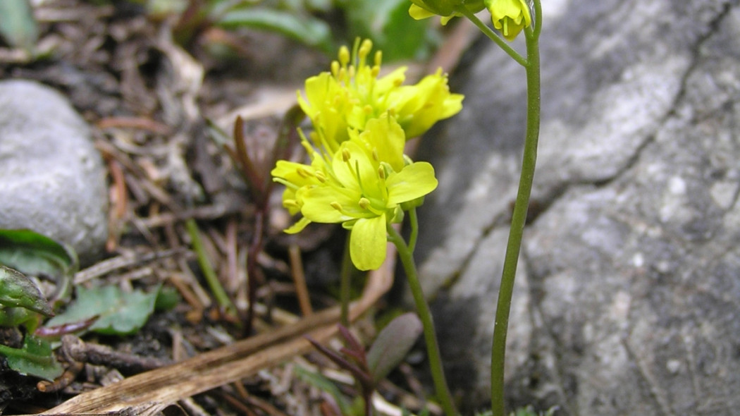 Głodek mrzygłód Draba aizoides, fot. Petr Filippov - Wikimedia Commons