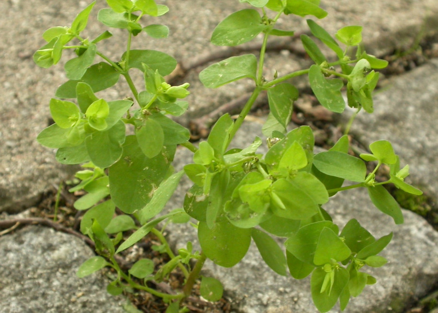 Wilczomlecz ogrodowy Euphorbia peplus, fot. dhobern (CC BY 2.0) - Flickr