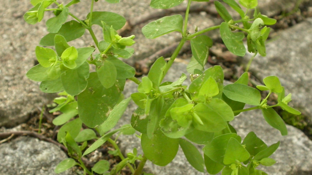 Wilczomlecz ogrodowy Euphorbia peplus, fot. dhobern (CC BY 2.0) - Flickr