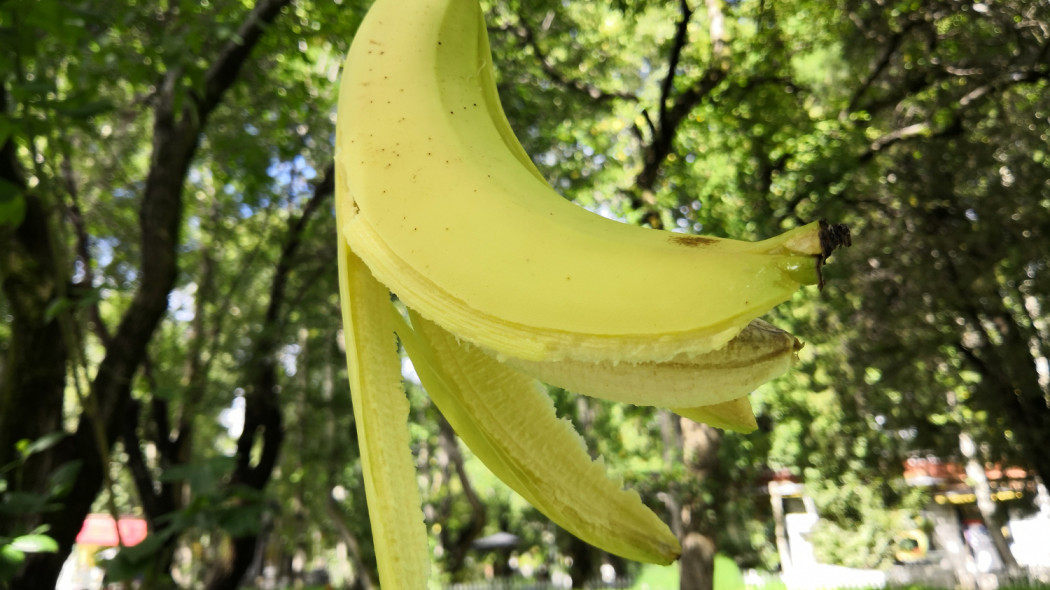 nawóz ze skórek od bananów fot. Imaginechina-Tuchong Depositphotos