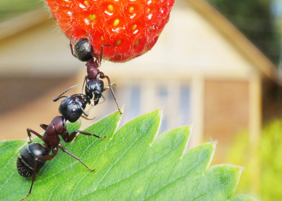  Dwie mrówki znajdujące się w ogrodzie obok domu, jedna stojąca na liściu, a druga schodząca z truskawki