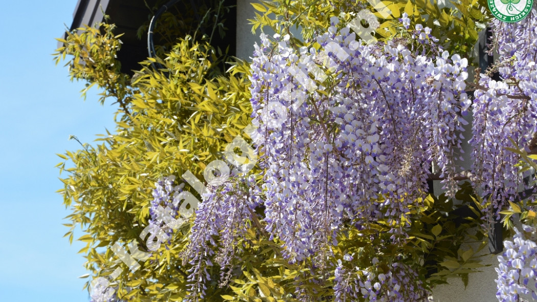 glicynia kwiecista Wisteria floribunda Ludwik Lawin fot. Szczepan Marczyński