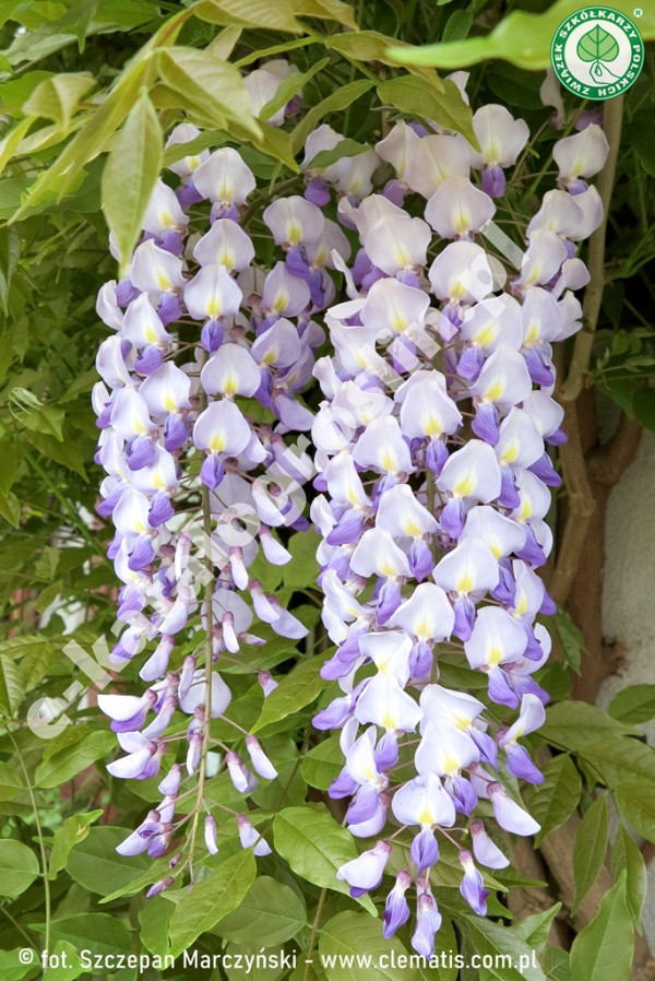 glicynia kwiecista Wisteria floribunda Ludwik Lawin fot. Szczepan Marczyński