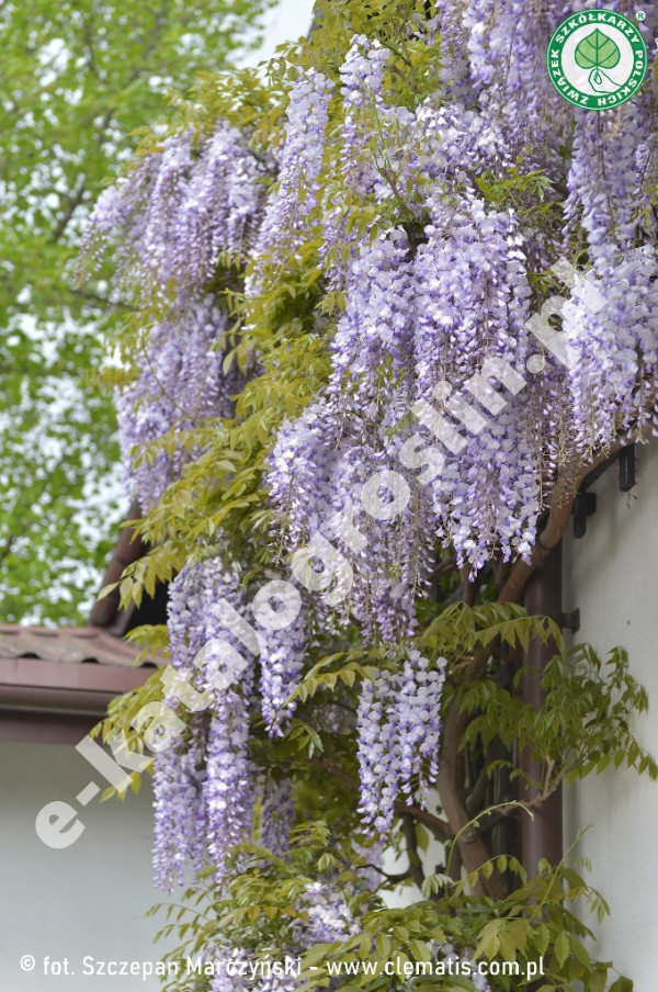 glicynia kwiecista Wisteria floribunda Ludwik Lawin fot. Szczepan Marczyński