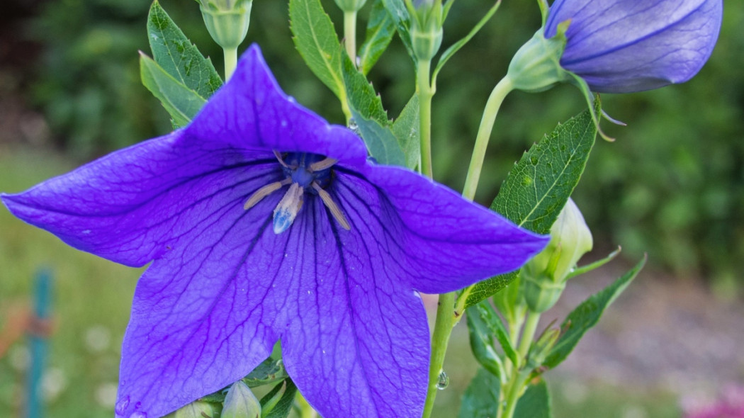 Rozwar wielkokwiatowy Platycodon grandiflorus 'Sentimental Blue', fot. F. D. Richards - Flickr