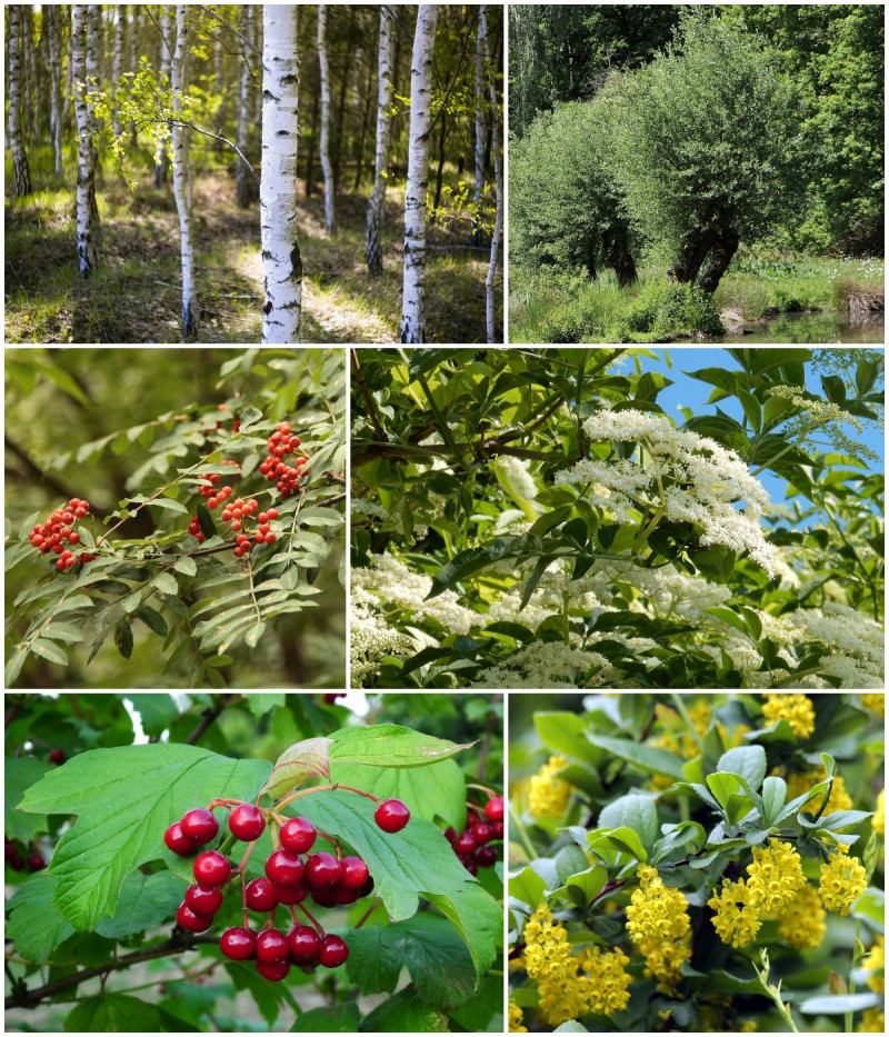 Rośliny do ogrodu naturalistycznego