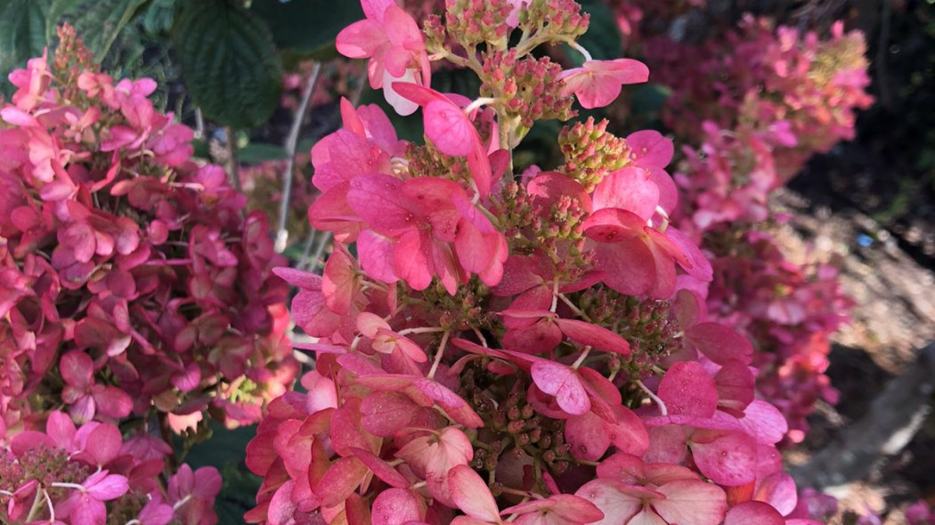 Hortensja bukietowa Hydrangea LISSJUDY Petite Lantern, fot. Breederplants