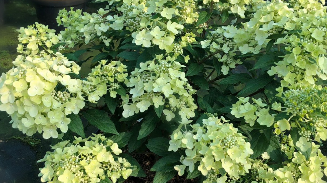 Hortensja Hydrangea 'Petite Star', fot. Breederplants