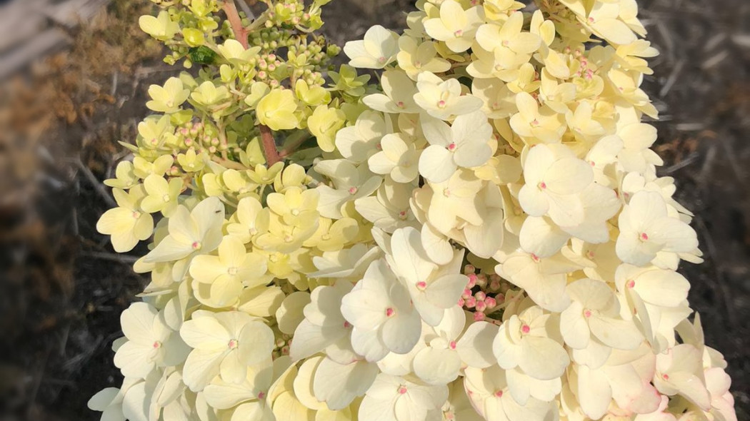 Hortensja bukietowa Hydrangea 'Petite Lantern', fot. Breederplants