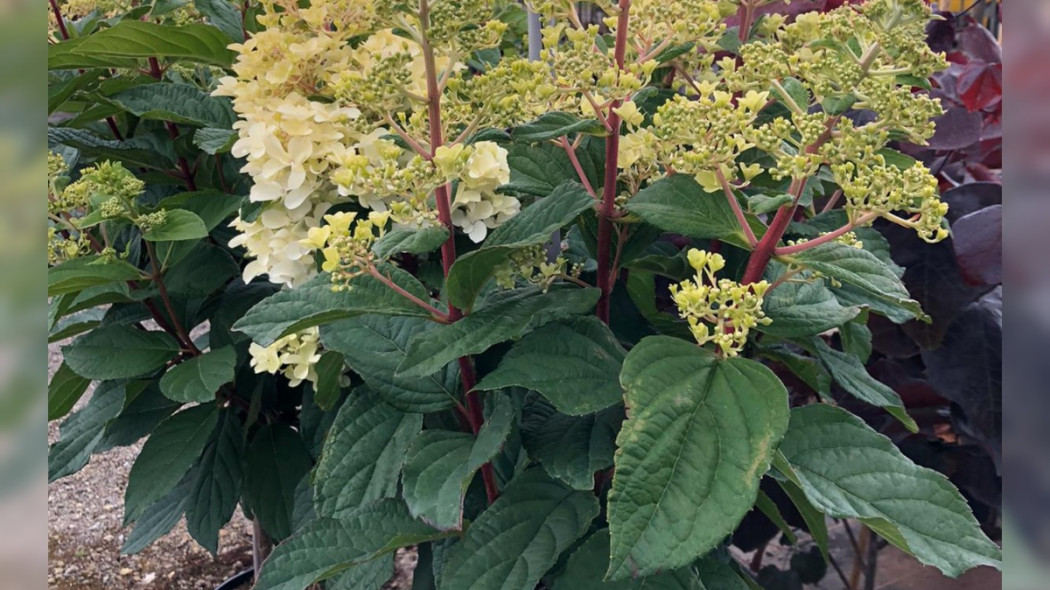 Hortensja bukietowa Hydrangea 'Petite Lantern', fot. Breederplants