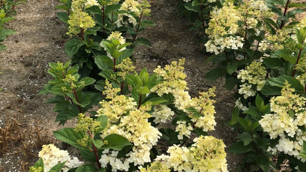 Hortensja Hydrangea Petite Lantern, fot. Breederplants