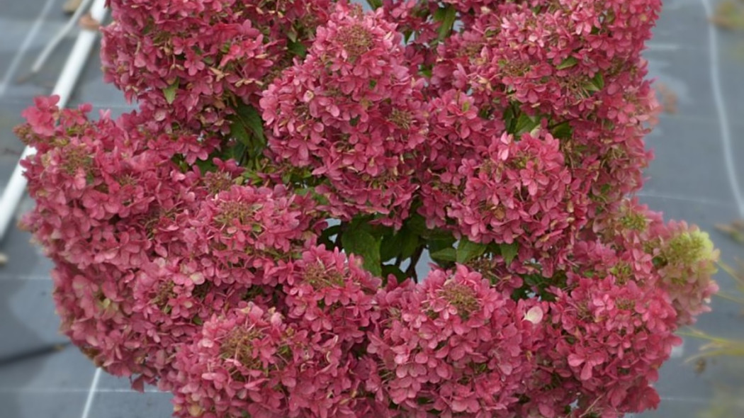 Hortensja Hydrangea Petite Star, fot. Breederplants