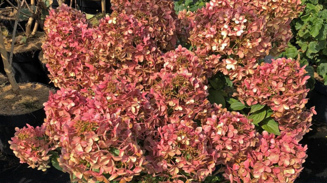 Hortensja Hydrangea Petite Star, fot. Breederplants (2)