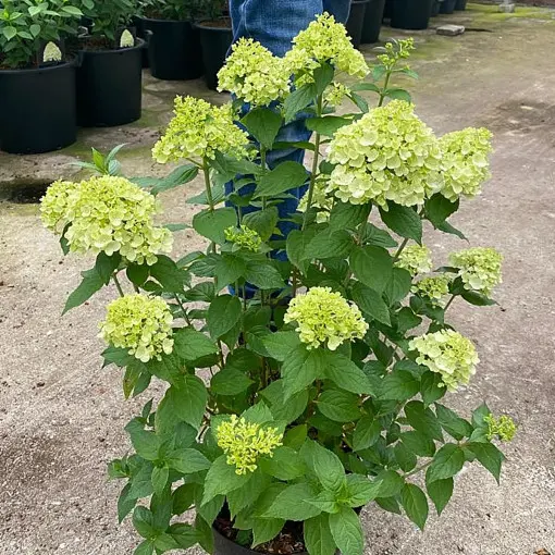 Hortensja bukietowa PETITE CHERRY