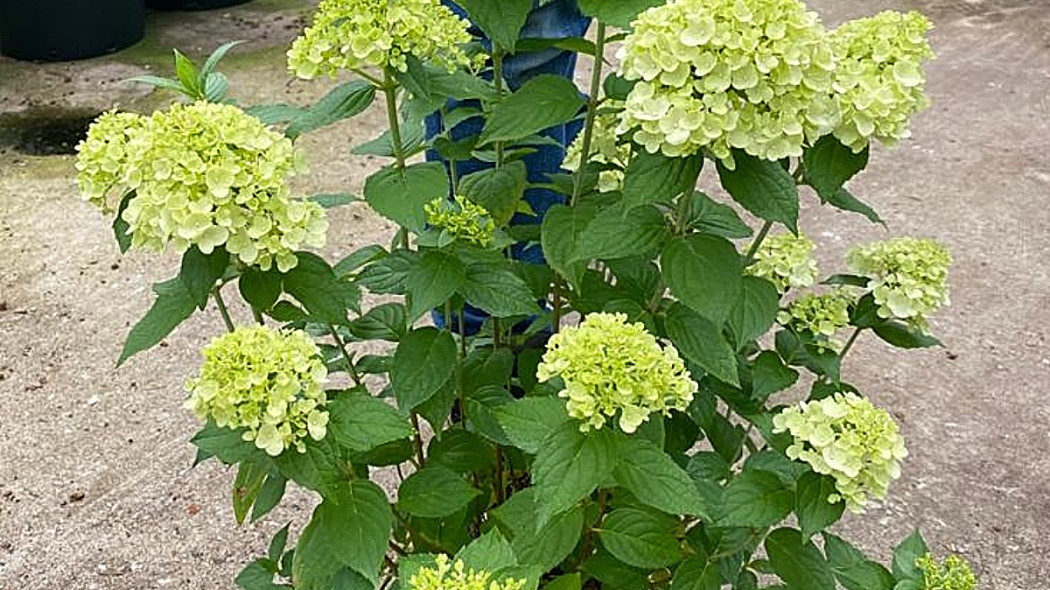 Hortensja bukietowa Hydrangea 'Petite Cherry', fot. Breederplants