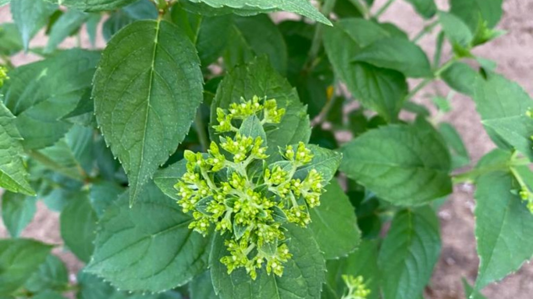 Hortensja bukietowa Hydrangea 'Petite Cherry', fot. Breederplants