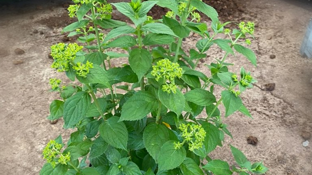 Hortensja bukietowa Hydrangea 'Petite Cherry', fot. Breederplants