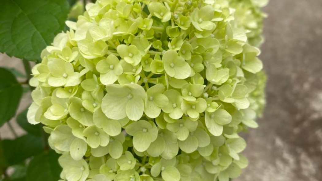 Hortensja bukietowa Hydrangea 'Petite Cherry', fot. Breederplants