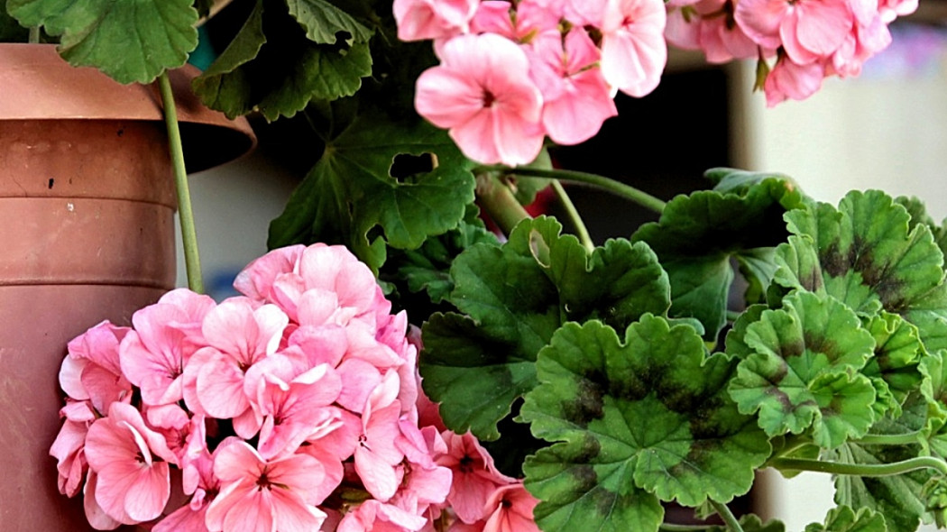 Pelargonia pasiasta, fot. İsmet Şahin - Pixabay