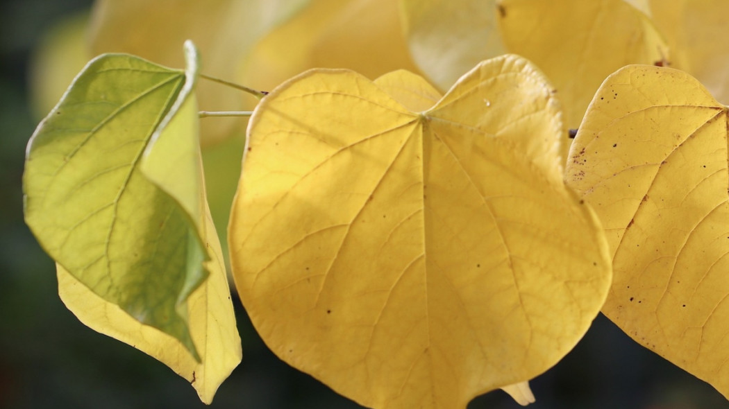 Kokornak wielkolistny Aristolochia macrophylla durior, fot. Nennieinszweidrei - Pixabay