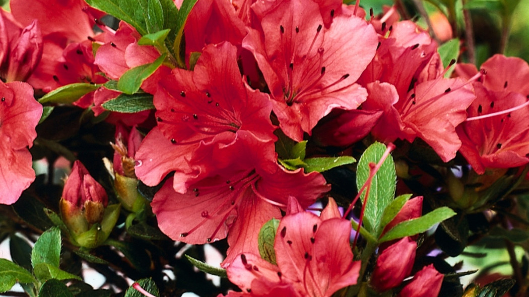 Azalia japońska 'Geisha Orange', fot. iVerde