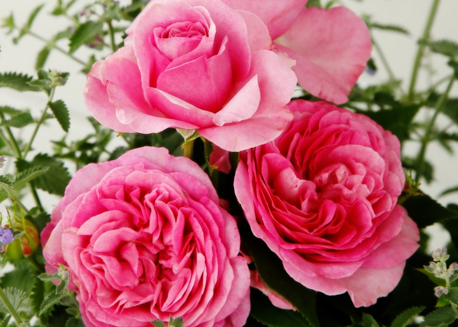 Najnowsze i zdrowe odmiany róż, fot. Rosa Ćwik