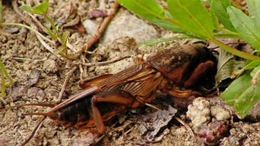 Turkuć podjadek – jak wygląda i jak go zwalczać?