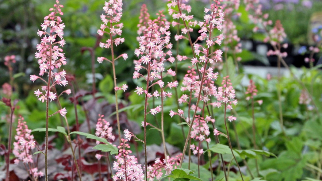 Żuraweczka Heucherella 'Dayglow Pink', fot. David J Stang (CC BY-SA 4.0) - Wikimedia