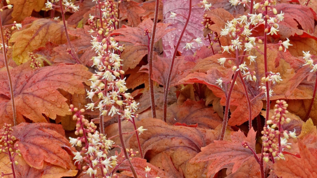 Żuraweczka Heucherella 'Sweet Tea', fot. Daderot - Wikimedia