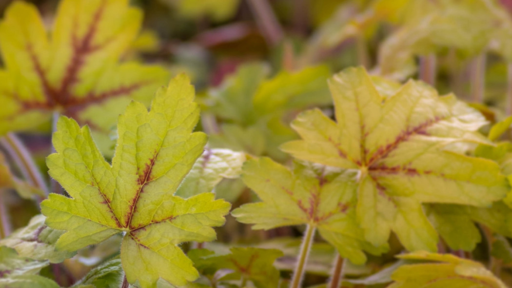 Żuraweczka Heucherella 'Alabama Sunrise', fot. Valleybrook Gardens (CC PDM 1.0) - Flickr