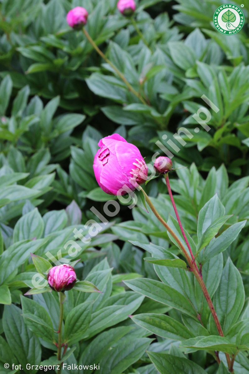 Piwonia Paeonia Jadwiga Fot. Grzegorz Falkowski ZSzP