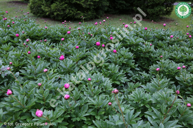 Piwonia Paeonia Jadwiga Fot. Grzegorz Falkowski ZSzP