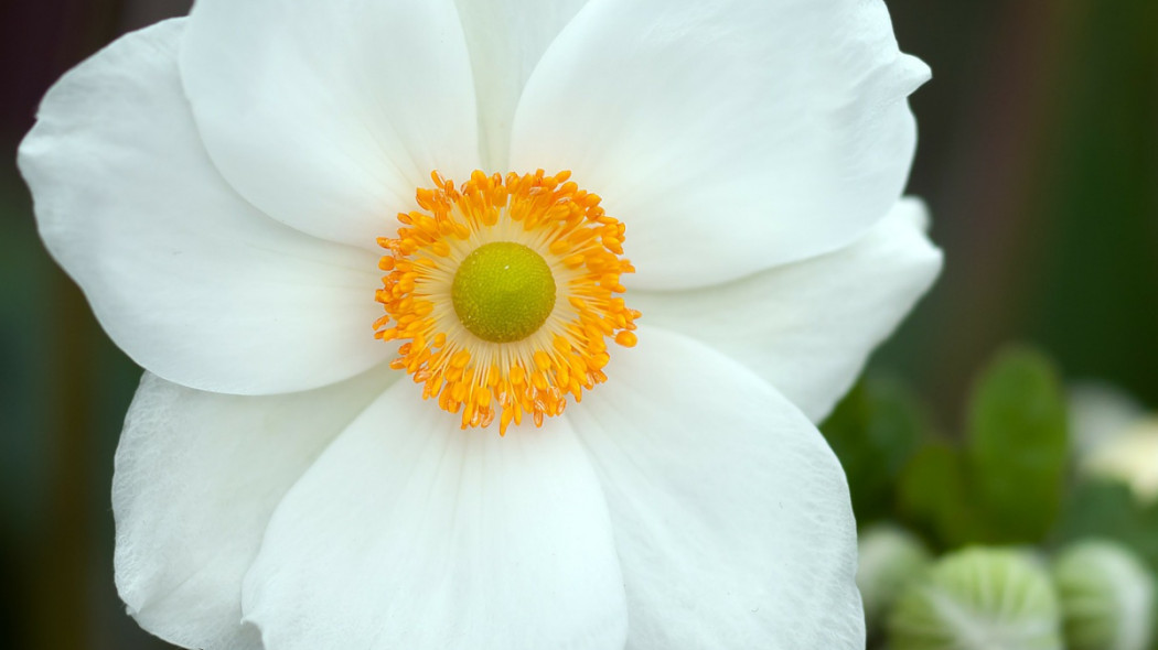 Zawilec wielkokwiatowy leśny Anemone sylvestris, fot. miniformat65 - Pixabay