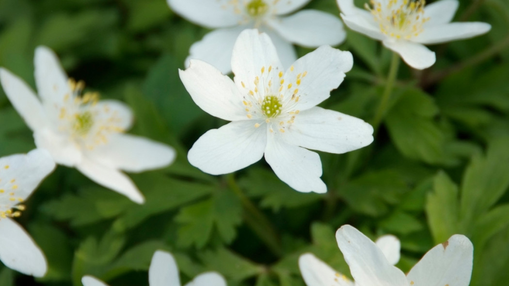 Zawilec gajowy Anemone nemorosa, fot. iVerde