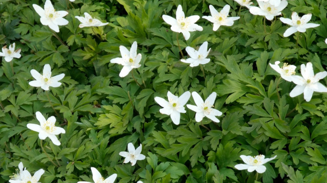 Zawilec gajowy Anemone nemorosa, fot. iVerde