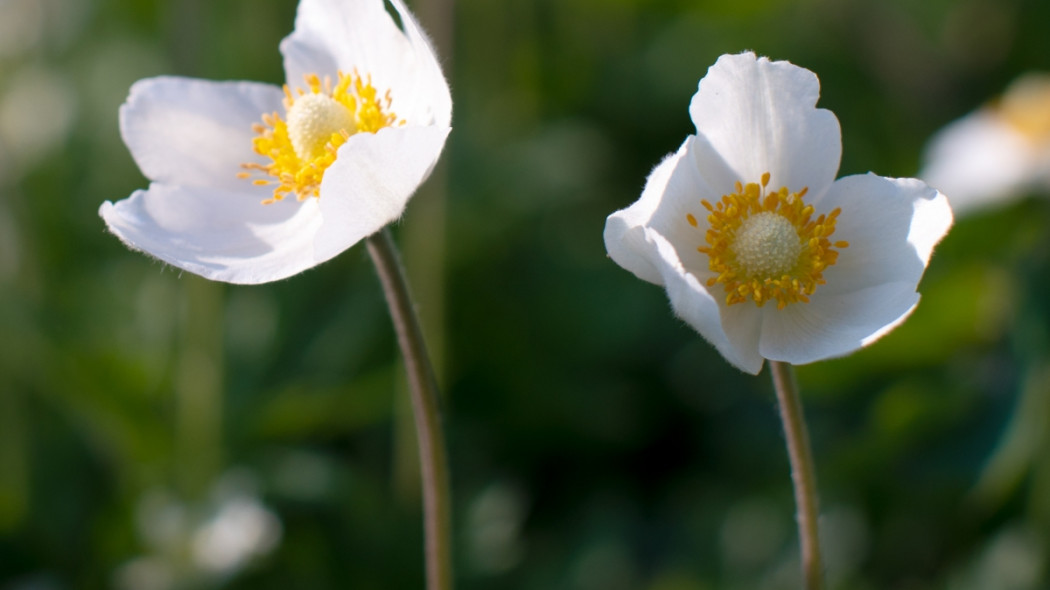 Zawilec wielkokwiatowy Anemone sylvestris, fot. Eklandet - Flickr