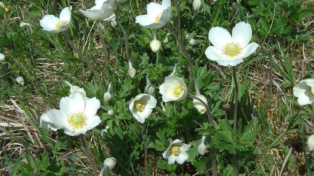 Zawilec wielkokwiatowy Anemone sylvestris, fot. Mars 2002 (CC BY-SA 3.0) - Wikimedia Commons