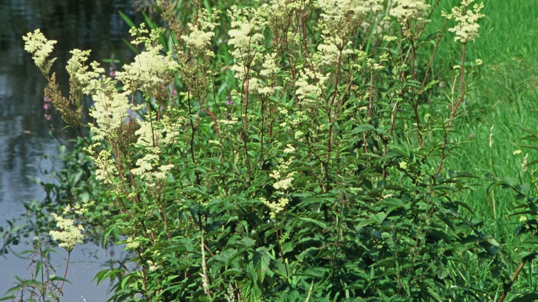 Wiązówka błotna Filipendula ulmaria, fot. iVerde