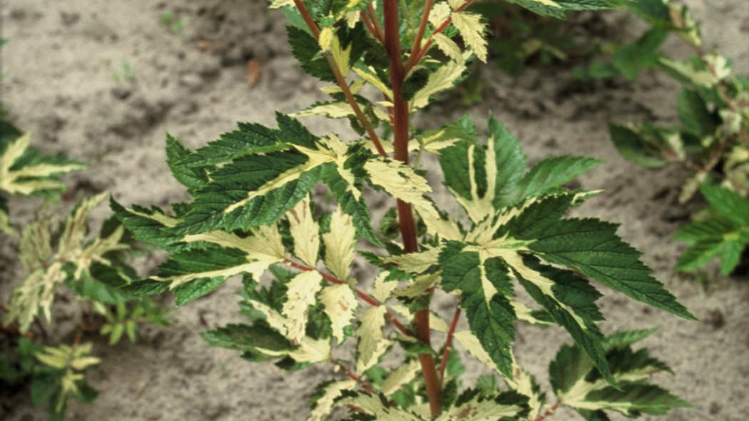 Wiązówka błotna Filipendula ulmaria Variegata, fot. iVerde