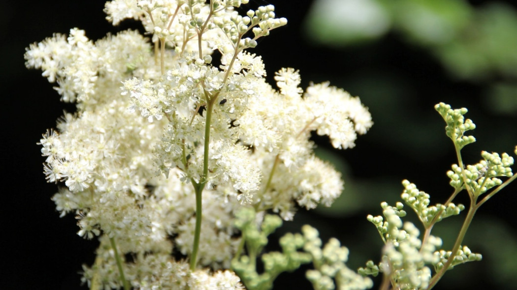 Wiązówka błotna Filipendula ulmaria, fot. Viveka Rosin - Pixabay