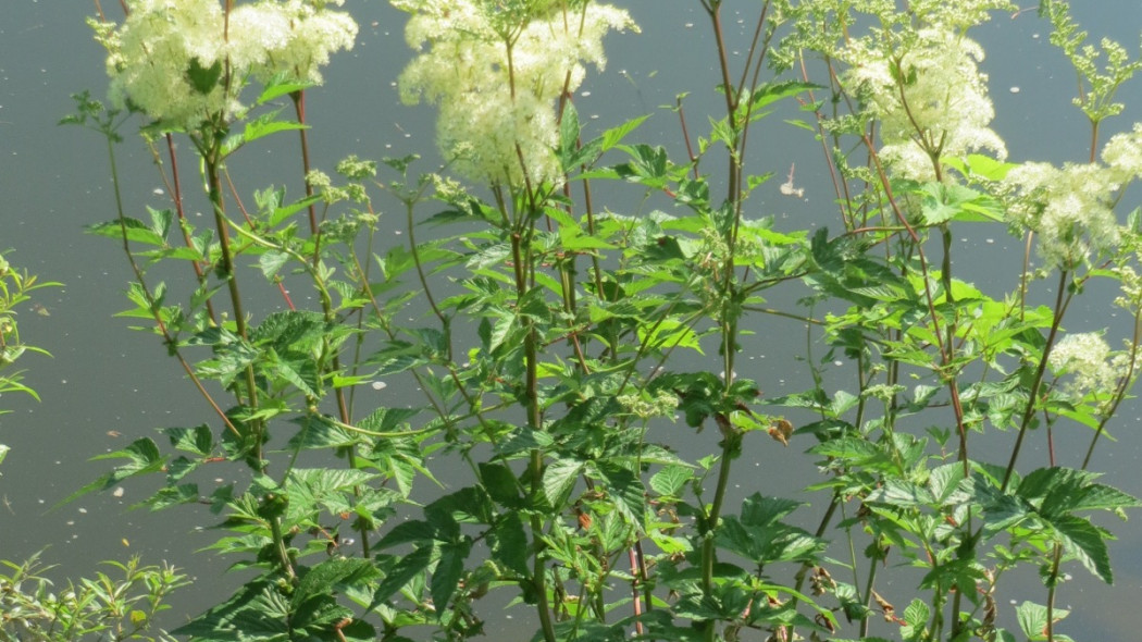 Wiązówka błotna Filipendula ulmaria, fot. AnRo0002 - Wikimedia