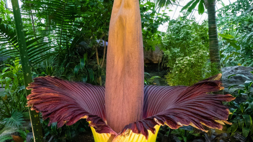 Dziwidło olbrzymie zakwitnie w Ogrodzie Botanicznym UW