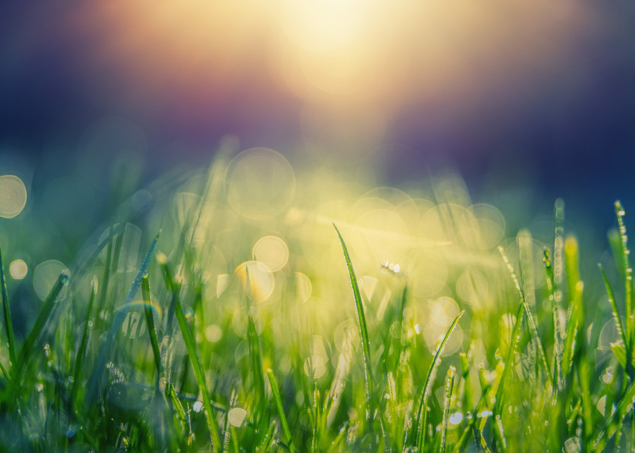 trawnik w czasie upału fot. jplenio - Pixabay