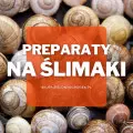 Preparaty na ślimaki | Jakie wybrać i gdzie kupić?